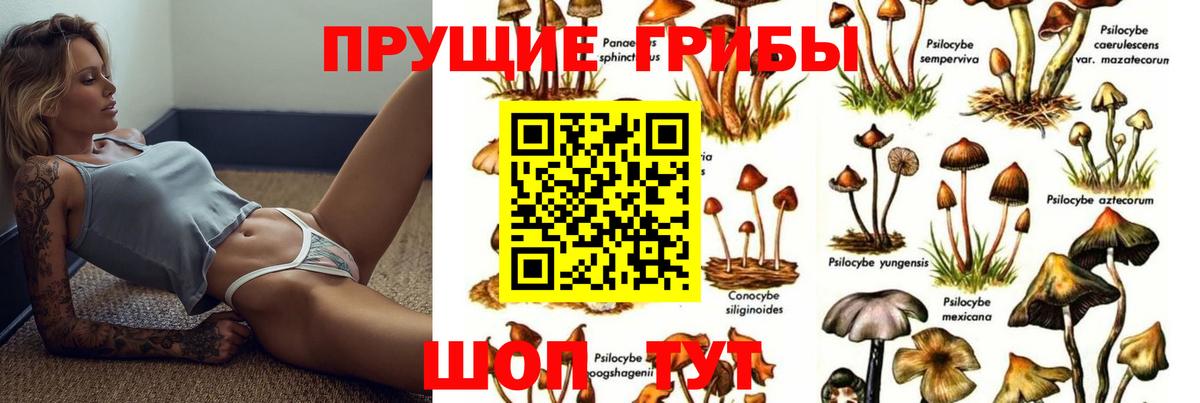 Сланцы  Галлюциногенные грибы Cubensis  Вход с VPN 